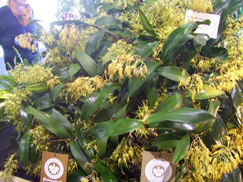 Foto von Orchideen im Kleinformat